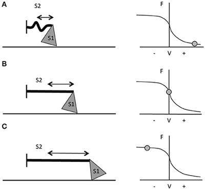 Skeletal Muscle Remodeling in Response to Eccentric vs. Concentric Loading: Morphological, Molecular, and Metabolic Adaptations